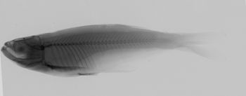 Media type: image;   Ichthyology 59642 Description: xray;  Aspect: lateral